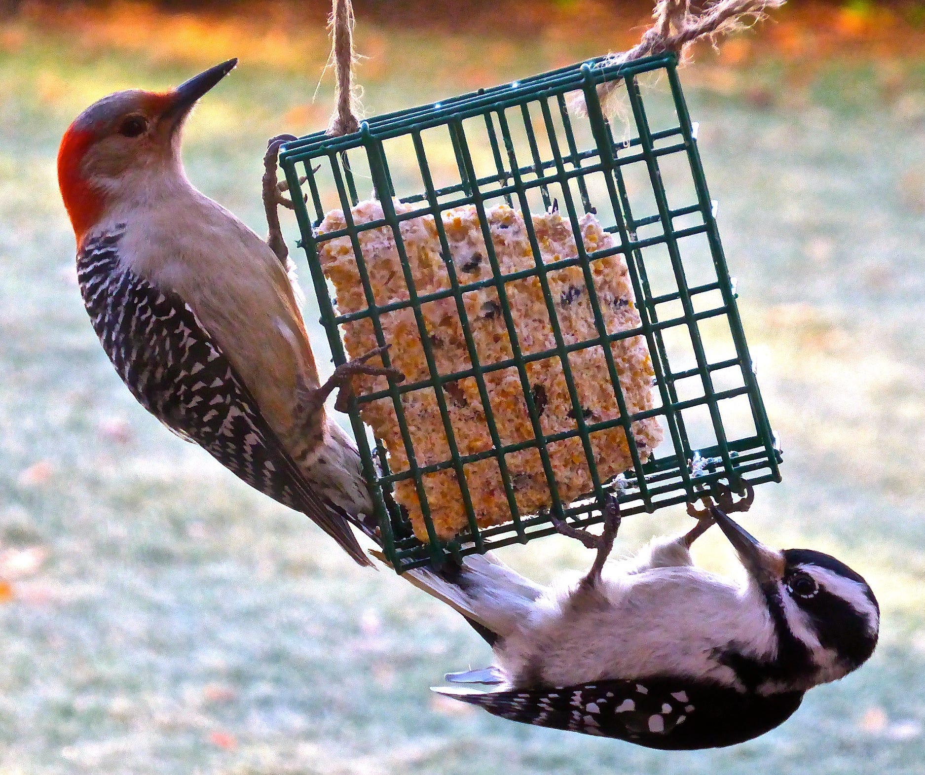 birds eating suet